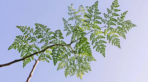 Moringa olejodajna (Moringa oleifera) – Malunggay – cudowna roślina Wschodu – z cyklu medycyna naturalna, zielarstwo i ziołolecznictwo oraz zdrowe odżywianie na Filipinach