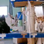 Zawisza i Brat Henryk – najfajniejsze kotki na świecie – filmik i kilka zdjęć z dwóch pierwszych miesięcy :-)